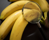 O que ninguém te contou sobre as bananas: segredo é revelado por biólogo