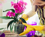 Esses são os 3 erros que a maioria comete com as orquídeas: aprenda com especialistas!