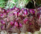 Essa é a melhor forma de plantar cebola em casa: dicas profissionais se um jeito simples para a sua horta
