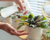 Coloquei bicarbonato nas minhas plantas e agora elas estão lindas como nunca antes visto aqui em casa