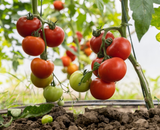 O que os ancestrais fizeram para alimentar a terra pode salvar seus tomates hoje