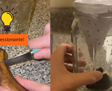 Adeus moscas de fruta na cozinha: truque simples é a solução para acabar com o problema na sua casa