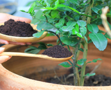 Essas são as plantas que mais gostam de borra de café: crescem rápido, ficam mais fortes e bonitas