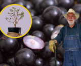 Aprendi como plantar jabuticaba no vaso com um jardineiro: atenção ao tamanho do vaso