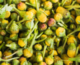 Jambu: confira os benefícios para a saúde