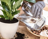 Água e sol na medida certa para o seu lírio-da-paz ter sempre flores bonitas: aprenda como cultivar a planta com essa experiente jardineira