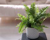 7 plantas domésticas para evitar ter em casa se você sofre de alergias