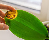 Veja por que a pontinha da folha da sua planta está seca ou queimada (e como resolver o problema!)