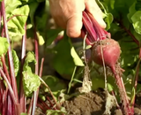 Beterraba livre de agrotóxicos só plantando em casa: esse é o melhor passo a passo para plantar em vaso ou no canteiro e com dicas de cultivo!