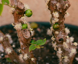 Essas 5 árvores frutíferas são perfeitas para quem tem pouco espaço no jardim
