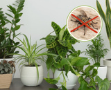 Muitas moscas na sua casa? Essas plantas podem ser ótimas aliadas para resolver o problema com esses insetos