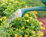 Por essa ninguém esperava: existe um horário certo para regar as plantas e garantir que elas cresçam de forma saudável!