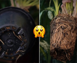 Palavra de jardineira: essa é a hora certa de trocar a sua planta de vaso