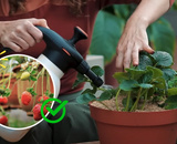 5 dicas que aprendi com uma jardineira para plantar morango em vaso sem veneno