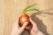 Cebola com broto faz mal? Descubra quando é seguro comer e quando jogar fora
