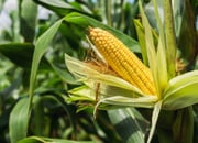 Entenda por que o milho é o ingrediente favorito nas receitas de Festa Junina