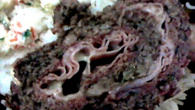 Rocambole de carne simples