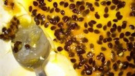 A mousse de maracujá