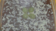 Docinho gelado de uva