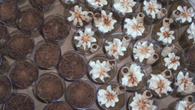 Brigadeiro cremoso de café no copinho