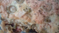 Frigideira de bacalhau