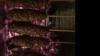 Kafta - churrasco