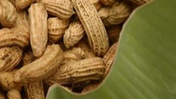 Cajuzinhos de amendoim