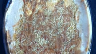 Camarão com Catupiry da tia Nana