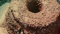 Bolo gelado brigadeiro