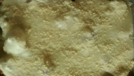 Couve-flor empanada ao molho branco