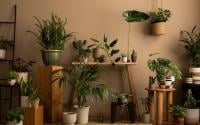 Não precisa bater luz do sol na sua casa para ter essas nove plantas, elas amam sombra!