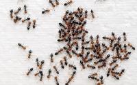 Bora saindo! Mulher viraliza após usar truque inusitado para expulsar formigas do açúcar, mas qual a explicação?!