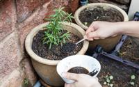 É por isso que você deve começar a espalhar sobras de pó de café no seu jardim imediatamente