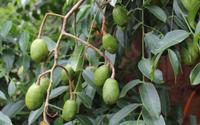 Essa fruta bem docinha que os brasileiros estão plantando tem mais benefícios do que você imagina
