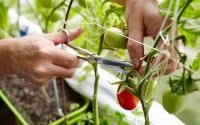 Os vegetais que você não deve plantar ao lado de tomates para uma boa colheita: aprendi as proibidas na horta com um jardineiro