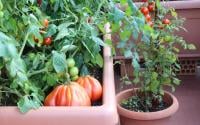 Nem feira, nem hortifruti: a nova tendência é plantar em casa; saiba como cultivar hortas em vasos