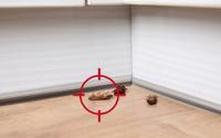 Como manter as baratas bem longe da sua casa: solução caseira é simples e acaba com elas