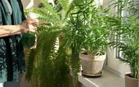Adeus mofo! Planta fácil de encontrar melhora a circulação do ar em casa e evita a umidade
