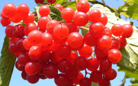 Essa pequena fruta é maravilhosa para os rins e ajuda a prevenir infecções urinárias; veja como consumir