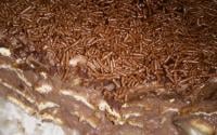 Pavê de chocolate