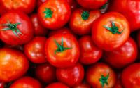 Pode ser na geladeira, pode ser na fruteira: aprenda quando guardar tomate refrigerado e quando guardar em temperatura ambiente