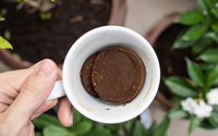 Um tesouro na sua xícara: poucos sabem o poder da borra de café para transformar essas plantas