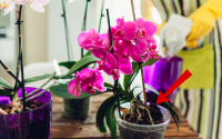 Poucas pessoas sabem: raízes expostas podem indicar o que sua orquídea precisa