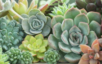 Essas são as plantas mais resistentes às secas para ter em casa nessa época do ano
