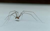 O que significa a presença de aranhas em casa? Descubra se esses aracnídeos representam algum perigo e como manter a sua casa segura
