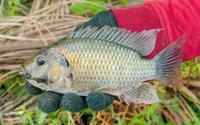 A tilápia é um alimento seguro para consumo? Nutricionista explica mitos e verdades sobre o peixe e indica se é saudável incluí-lo na sua dieta
