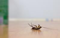 O que significa encontrar uma barata morta com as pernas para cima na cozinha mesmo quando ela está bem limpinha? Saiba o que fazer