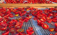 Os benefícios dos tomates secos ao sol e como fazer a iguaria saudável riquíssima em potássio