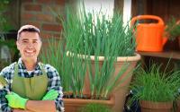 Adoro cultivar temperos e morro de orgulho da minha cebolinha: aprendi como replantar em vaso e ela está durando bastante na minha casa