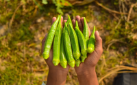 Já pensou em cultivar quiabo em casa? É mais simples do que você pode imaginar!